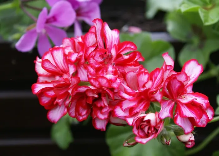 Holiday home Ramsauer Sonnenalm *